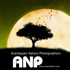 7410 Az Photo Azarphoto 300x300